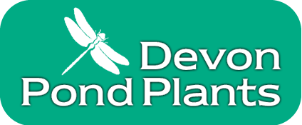 pond plants